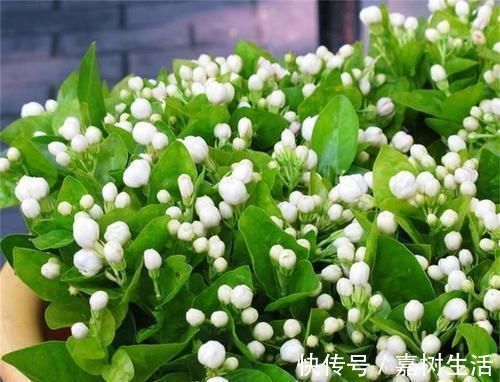 满屋|茉莉花有4喜，了解掌握，开出层叠群花，满屋都是花香