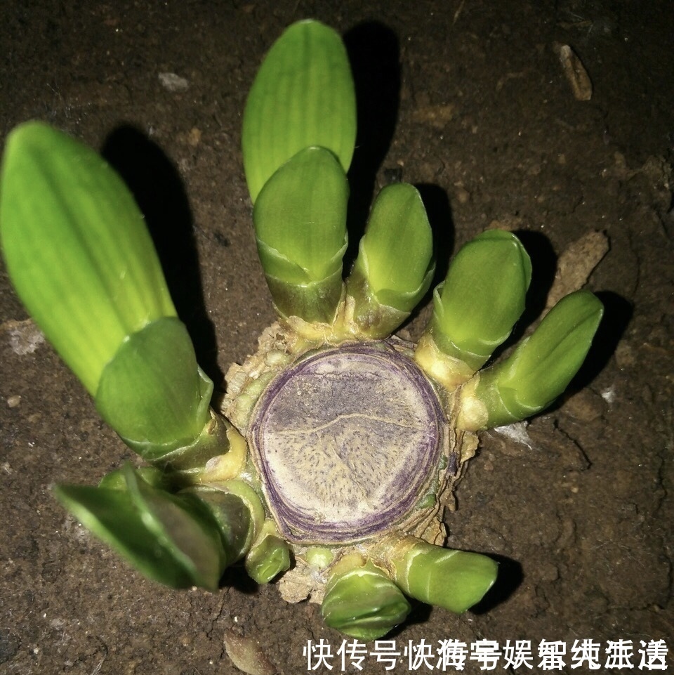盆栽|李大姐养君子兰，开春“切一刀”，养60天，冒出9个芽，要爆盆了