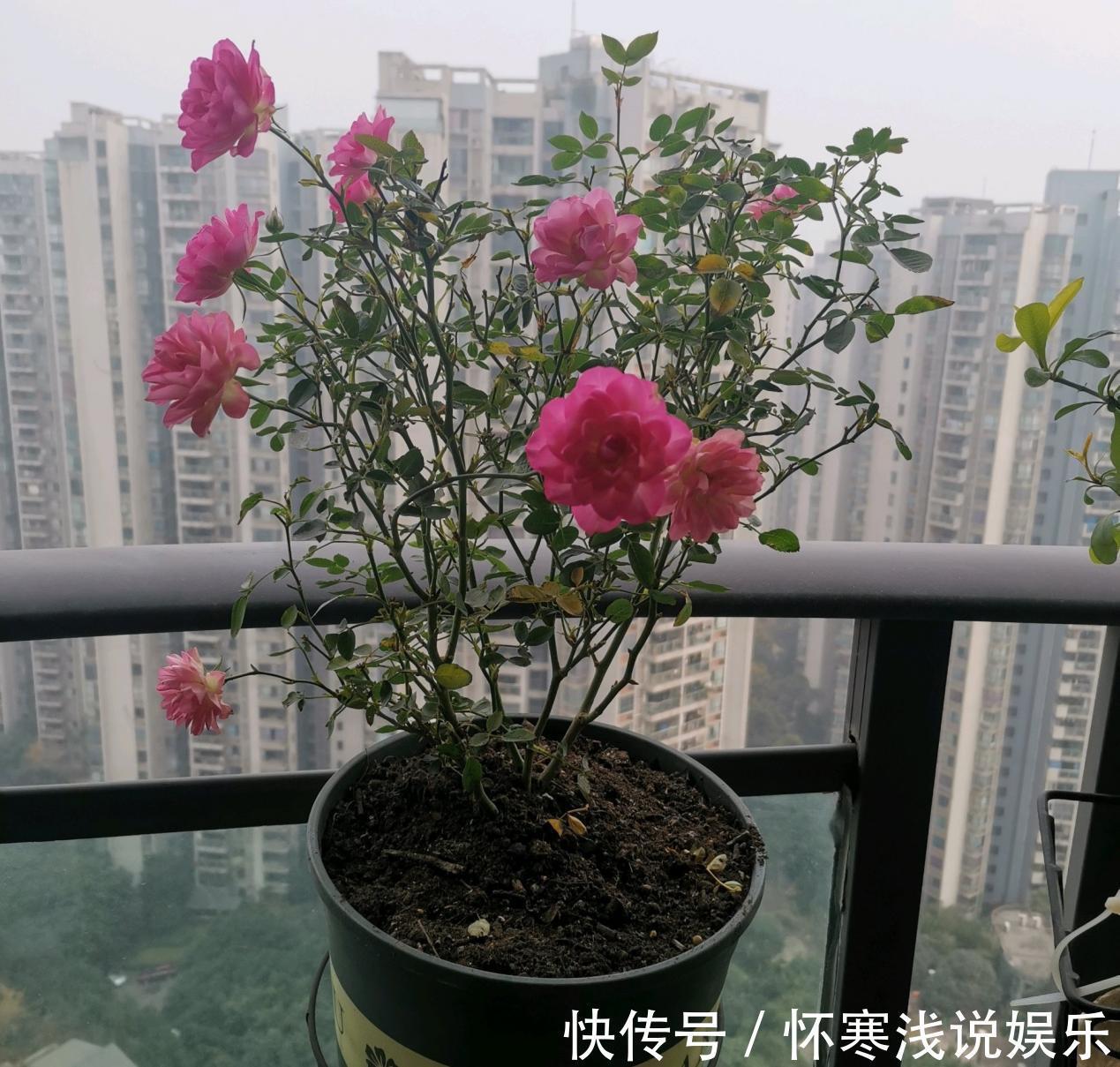 开花|此花号称“开花机器”,居家盆栽牢记4点,开花繁殖能力特强