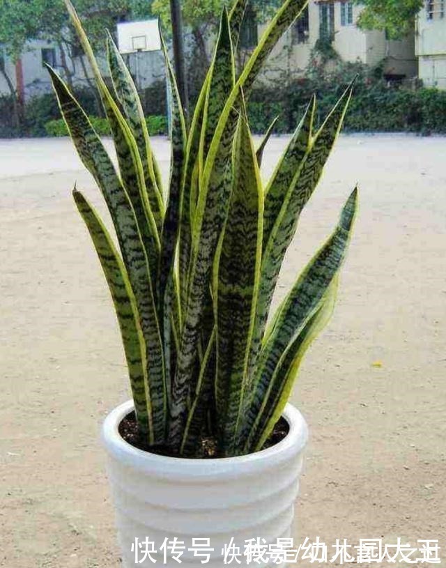 零食|虎皮兰最喜爱的“零食”,这个季节“嗖嗖”长个,冒芽,就看它了!