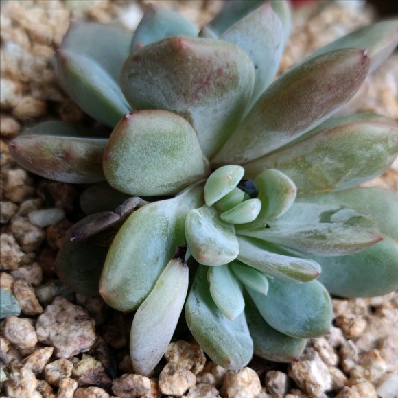 养花必备的杀菌剂，到底怎么用？多菌灵只是“初级”，黄叶不管用