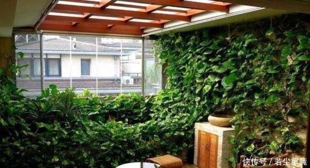 绿萝“喝点”葡萄酒,叶片巴掌大,枝条爬满墙,垂下来当瀑布
