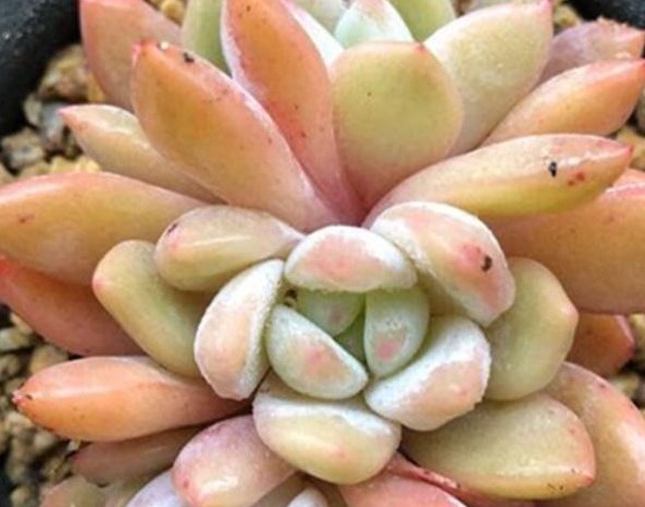 给多肉喂上这种“小零食”,新芽呼呼长,叶片肥厚,长得水灵灵的