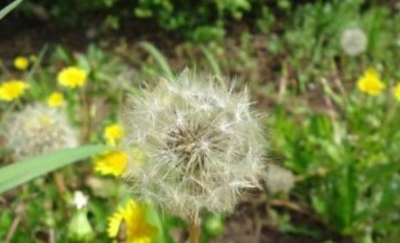 中年|菊花配上此物，排毒养肝，给你的小肝肝洗个澡，效果非常好