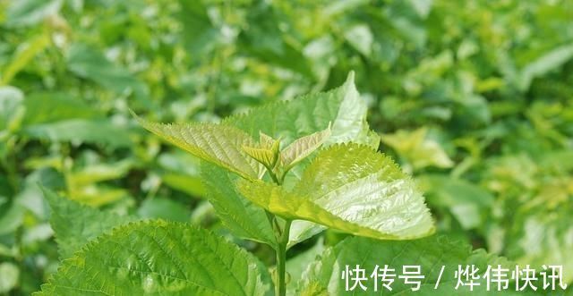 激活剂|糖尿病人不能碰甜食告诫4种“升糖王”才最该忌口，别不自知