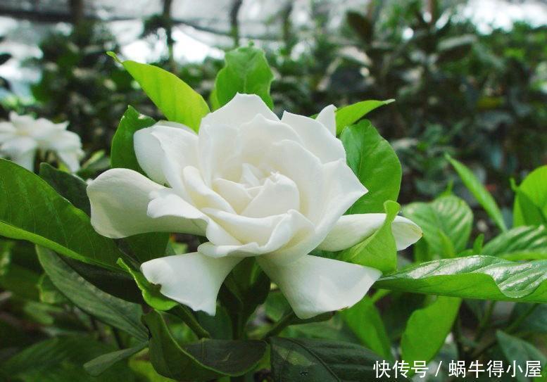 浑身|4种“香水花”,选一种养家里,晒晒太阳,满屋香水味,浑身带香