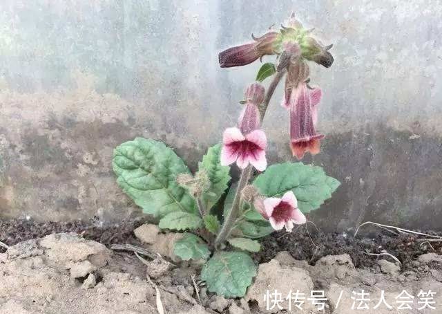 骨蒸潮|农村遍地都是野生地黄，专治糖尿病、高血压、耳鸣，少有人知