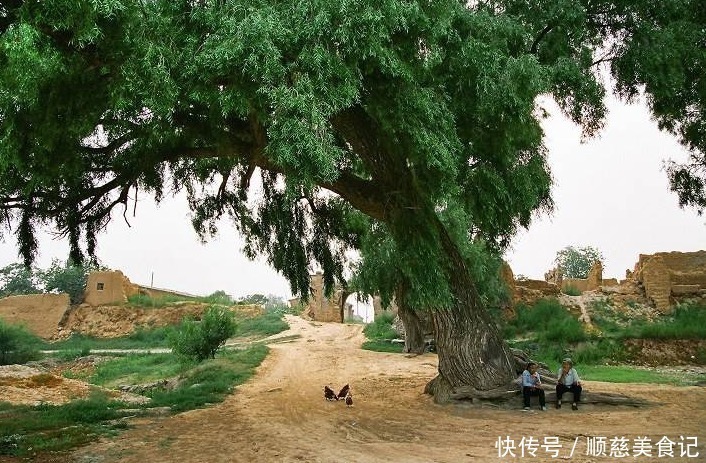 郑板桥|古人说的：“五树进宅，人穷家败”，是指哪5种树，为何不能栽？