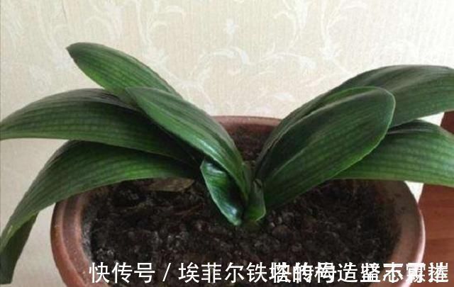 君子兰叶子出现褶皱,3个方面没有做好,应及时改正