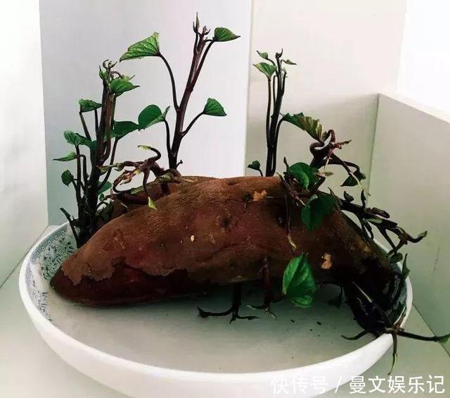 这4种花，不用土只用水，就能养成绿窗帘！