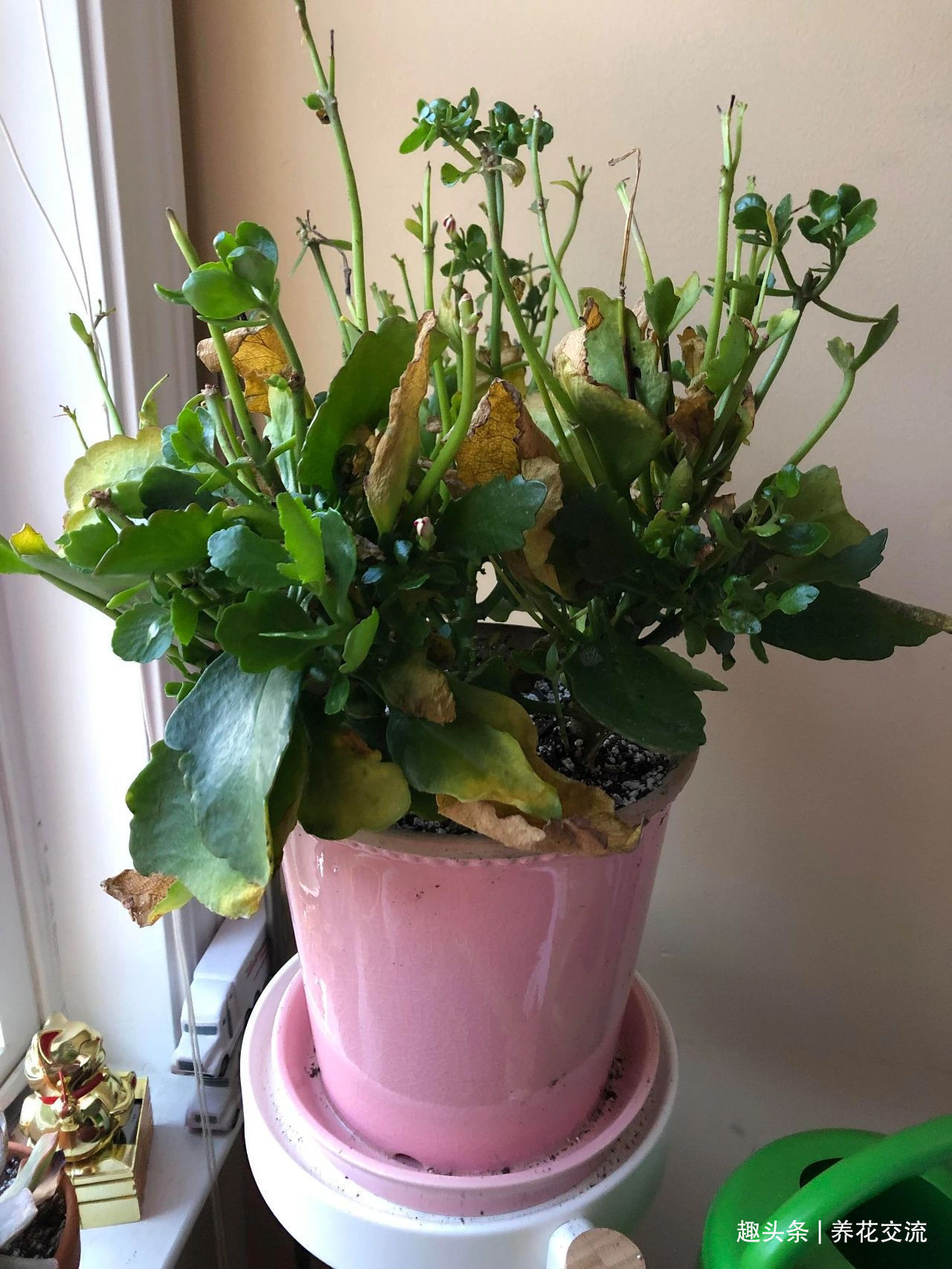 缓释肥|室内盆栽长寿花开花指南,光照比肥料还重要,想要复花要学会修剪