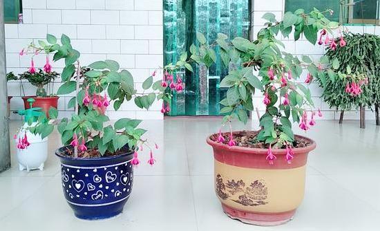 盆栽风信子、仙客来，高温天需挪挪地方，因为它们要休眠了