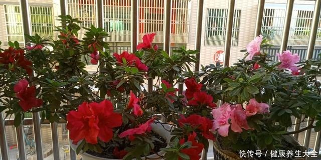 4个养花坏习惯,赶紧改掉,不然花只剩空盆!