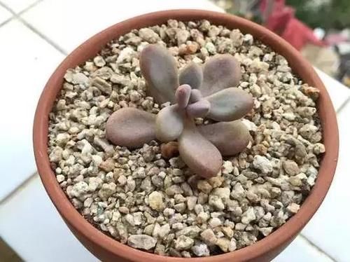 新手养无根多肉发根难!学会这2招,7到10天就生根