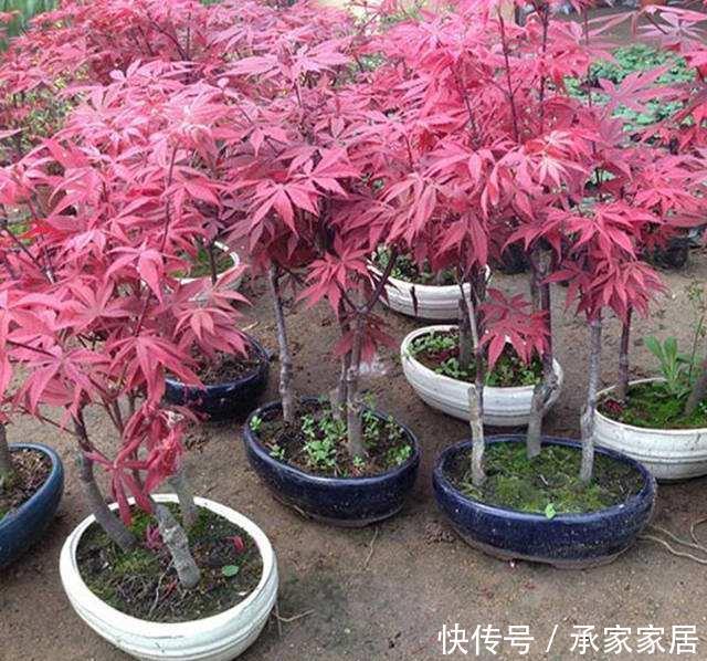 气质|五种盆栽,自带高贵气质,在家摆一盆,格调高,人人夸你眼光好