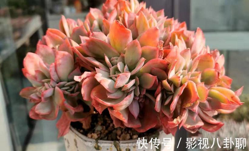 冬季|愁多肉“过冬难”,就抓紧做好这4件事,花友:今年盆栽特省心