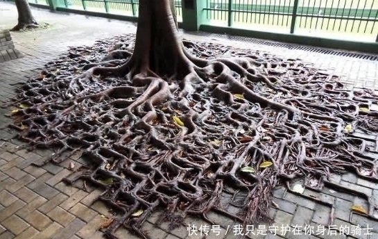 贫瘠|最坚强的大树,贫瘠不算什么,就算是石头也挡不住我的不屈