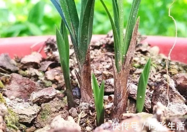 兰花新芽太多怎么办？发几个新芽才最合适？摘芽三要点要记住