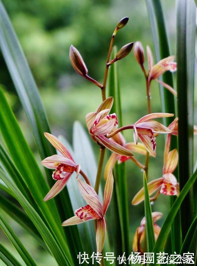 养兰花“2懒1勤”别守规矩,新芽冒不停,花箭半米高