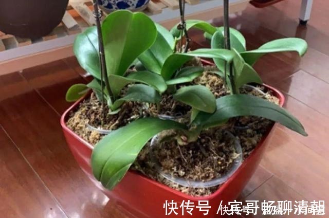 玉树|花盆越浅,开花越多,不信你试试!花盆越浅,开花越多,不信你试试!