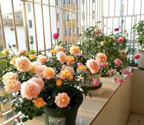  长势|漂亮花都是“急性子”，火急火燎冒花苞，长势旺，开了一茬又一茬