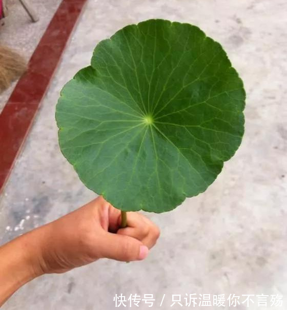 养花技巧铜钱草养在这，7天就爆盆，叶子长成巴掌大！