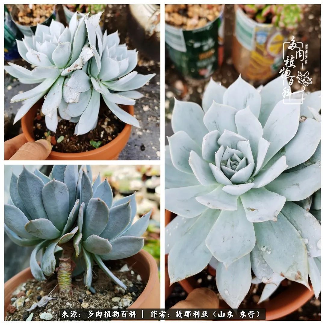 多肉植物|人如多肉,经阳光雨露历练后,亦会越挫越勇!