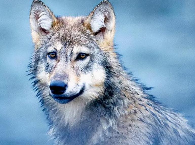 豹子@“活武松”何广位:生擒7只老虎,230只豹子,他比武二郎还厉害?