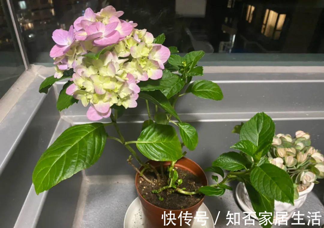 花苞|天热了,20种花最怕浇水,浇得越多,死得越快!