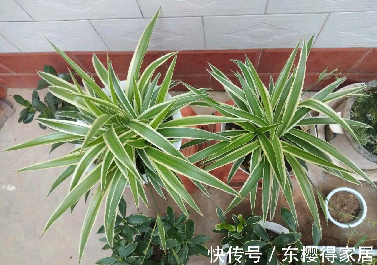 紫茉莉|秋天养金边吊兰，做好两件小事，更加肥壮旺盛，大不一样