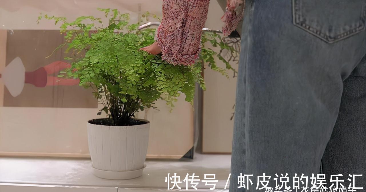 缺铁|养花出现缺铁性黄叶,一定要谨记5点,做到“5注意”,才能长势旺