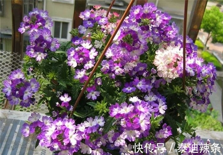 防盗窗养这5盆花,开花多、花期长,邻居看了都眼红