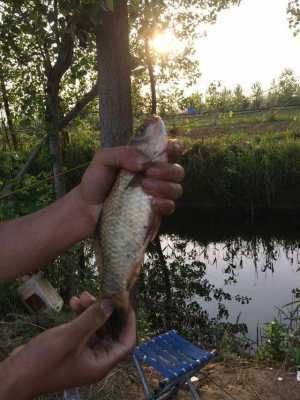 民间“钓泡法”钓鱼,鲫鱼多得让你吃不完