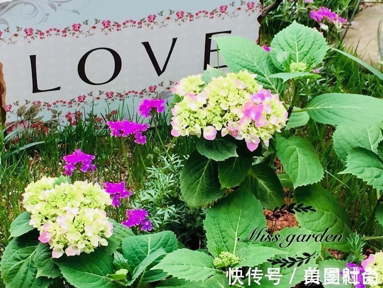 都市|三年前买了这30㎡小院，亲手改造成小花园，在繁华都市过田园生活