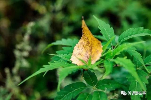 外地人拍出的鲁村安平，美得太不像话！