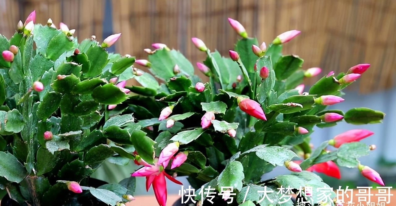 “花苞满头”的蟹爪兰有“5怕”，难怪总是掉花苞