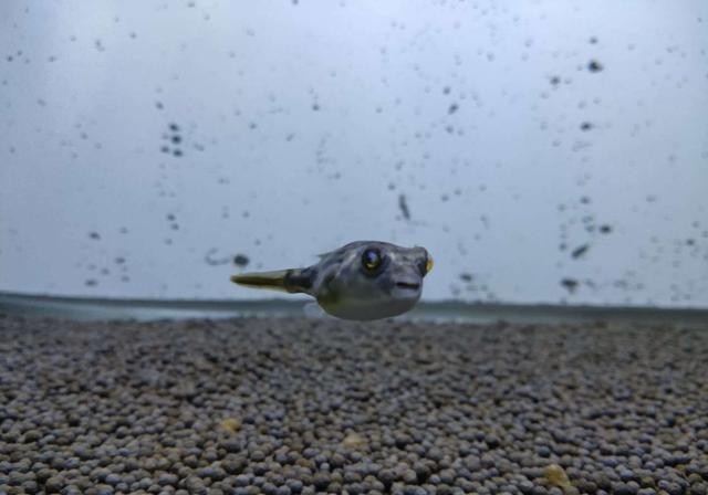 鱼缸|为什么养鱼的一缸清水,几天就变成了一锅高汤?因为作料加多了