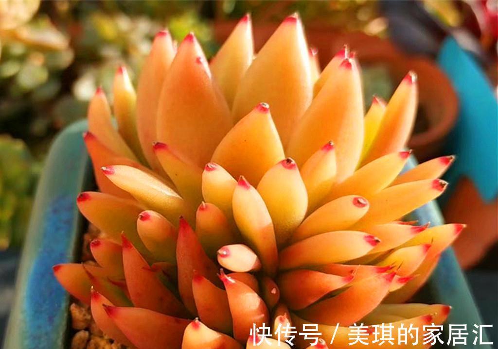 这些第三眼多肉，勉强买回家，出状态后却让人感到惊喜