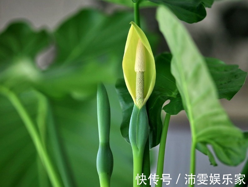 内蕴&此花身姿十分的优雅,开出的花酷似观音,象征着吉祥如意的寓意