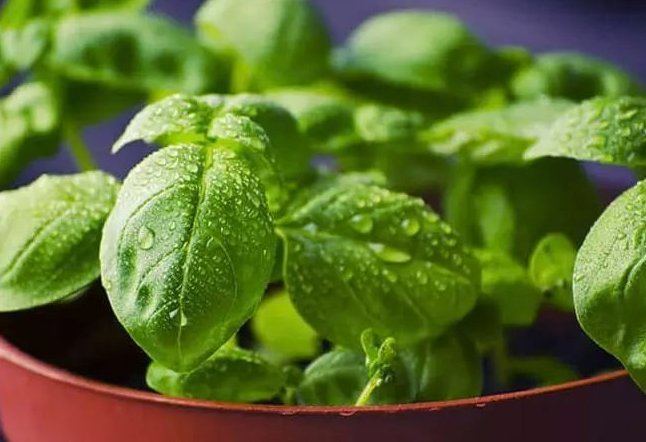 食疗|这种草药不仅气味清新更是夏日食疗佳品！