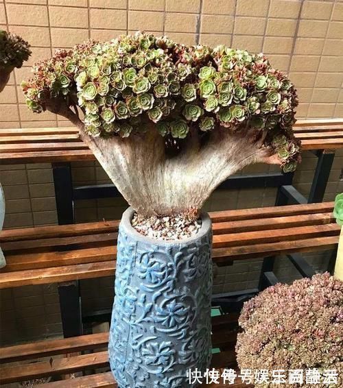 一日三餐|养肉的最高境界,多肉都缀化了,长成了小树桩,像极了孔雀开屏