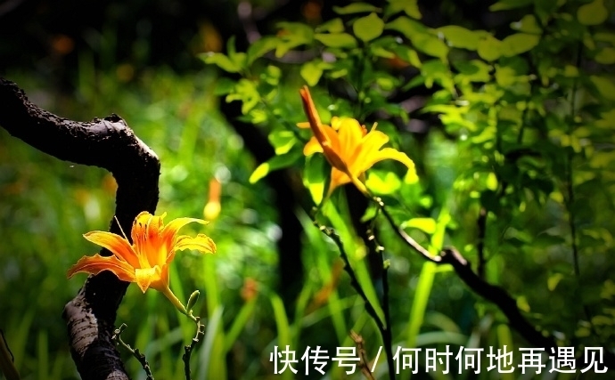 在中国古老广袤的大地上绽放了几千年的中国母亲花——萱草花