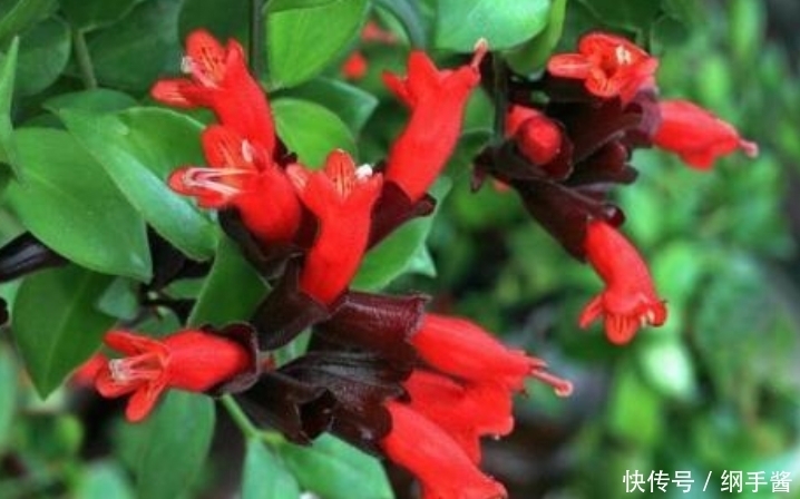 4种花养家里,看了就让人沉醉,年年开花不断,美!