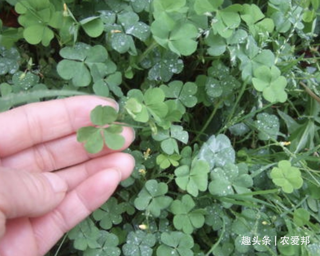 农村娃|农村这种植物除了叶子能吃以外,它的根也能吃,儿时的美味!