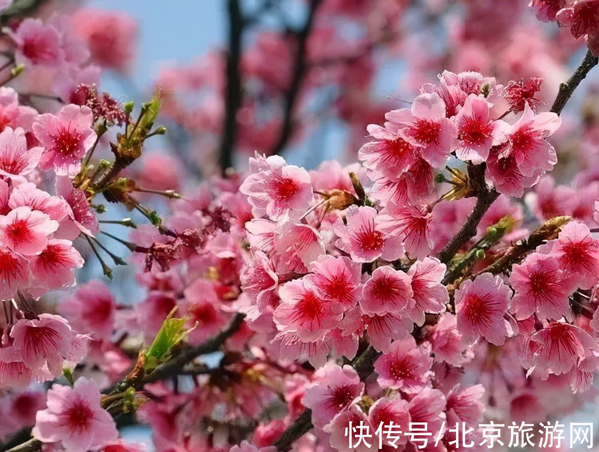 十渡|春已至，花绽放！这份房山赏花攻略请查收！