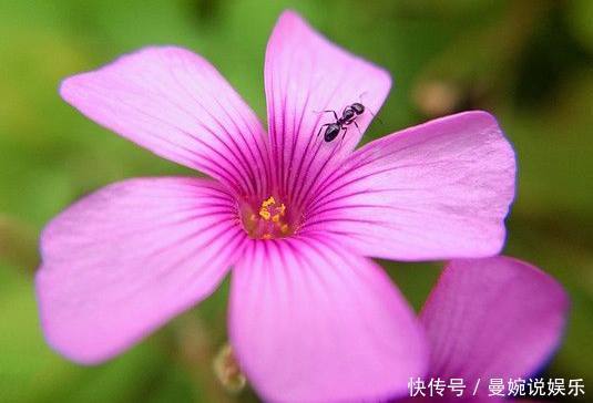 小黑飞|花盆里撒点料,花草再也不长虫,盆栽枝繁叶绿花又多!