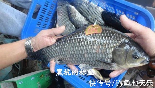 一条“标鱼”十几万!安徽一钓场被查封,这样的高价鱼不要再钓了