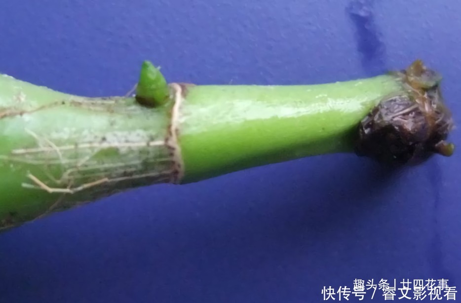 休眠期|春节后养蝴蝶兰,做好3件事,不再“花后死”,还能一盆变多盆