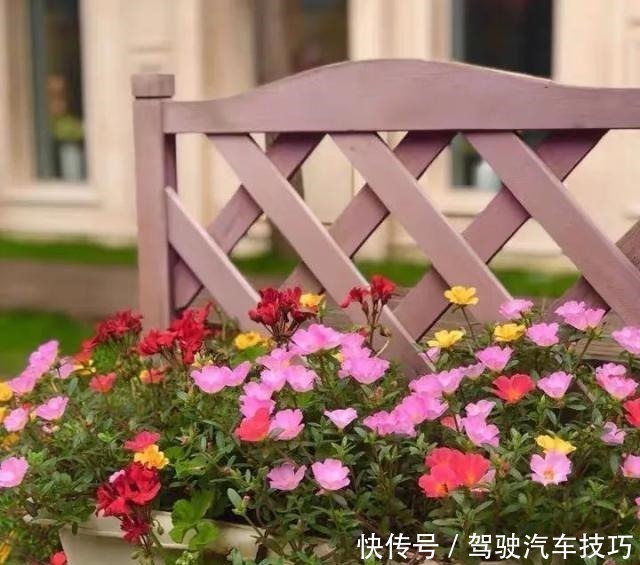 花期|这8种懒人花,花期长,好看又好养!这8种懒人花,花期长,好看又好养!