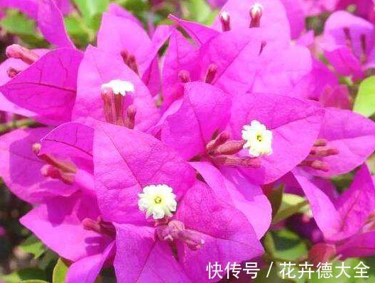 扦插|农历7月5号起,最适合养这些花,有阳光就爆盆,还很好养